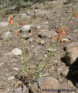 Слика од Penstemon rostriflorus Kellogg