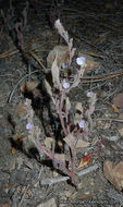 Image de Phacelia austromontana Howell