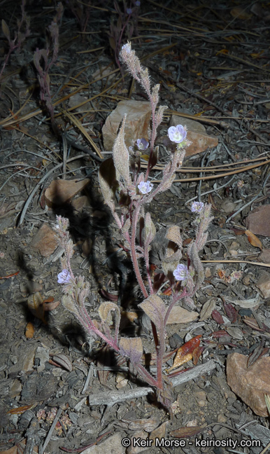 Image de Phacelia austromontana Howell