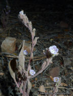 Image de Phacelia austromontana Howell