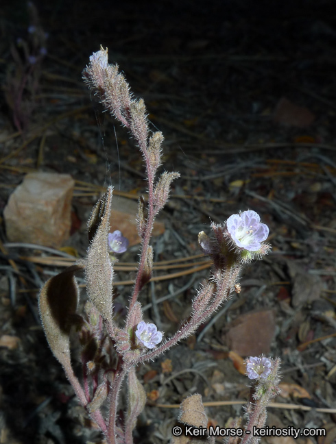 Image de Phacelia austromontana Howell