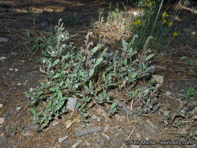 Image de Phacelia austromontana Howell