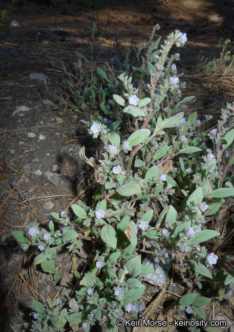 Image de Phacelia austromontana Howell