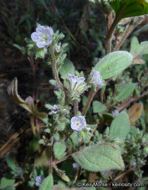 Image de Phacelia austromontana Howell