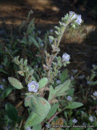 Image de Phacelia austromontana Howell