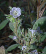 Image de Phacelia austromontana Howell