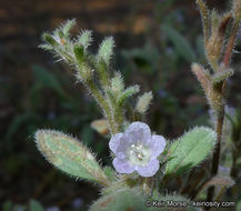 Image de Phacelia austromontana Howell