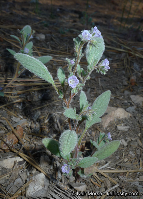 Image de Phacelia austromontana Howell