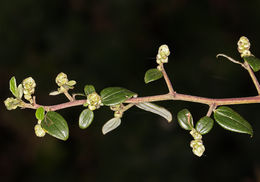 Plancia ëd <i>Ceanothus oliganthus</i> var. <i>sorediatus</i>