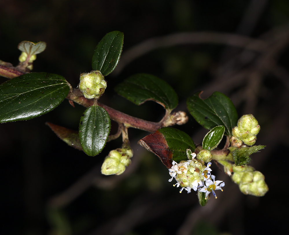 Plancia ëd <i>Ceanothus oliganthus</i> var. <i>sorediatus</i>