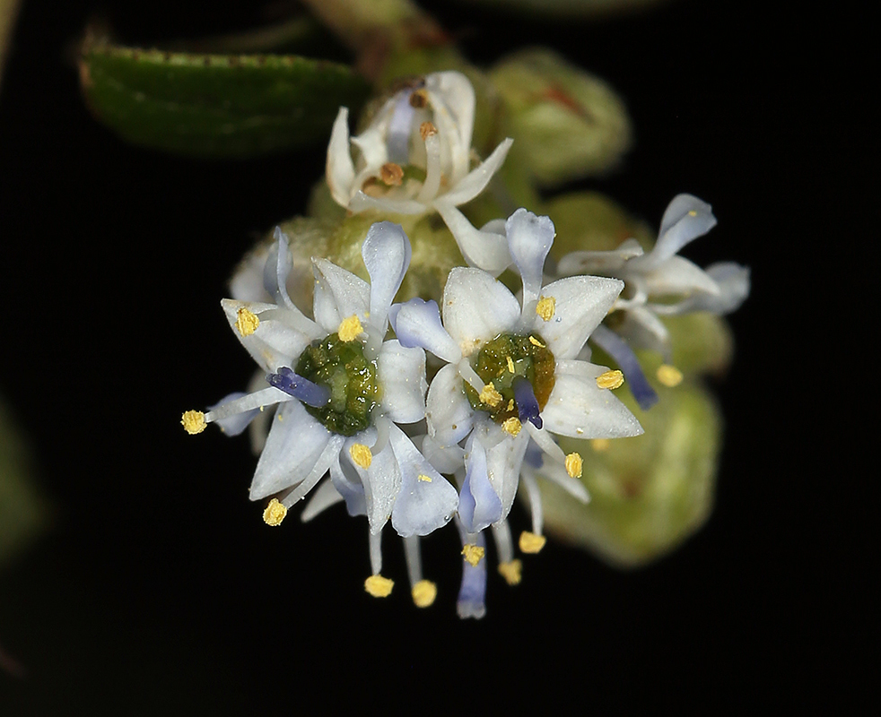 Plancia ëd <i>Ceanothus oliganthus</i> var. <i>sorediatus</i>