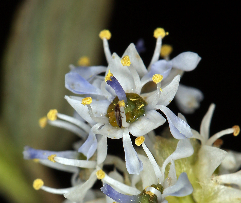 Plancia ëd <i>Ceanothus oliganthus</i> var. <i>sorediatus</i>