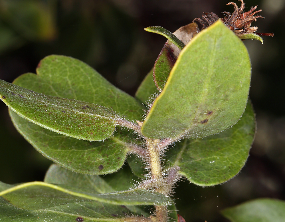 Image of <i>Arctostaphylos <i>crustacea</i></i> ssp. crustacea