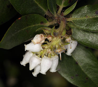 Image of <i>Arctostaphylos <i>crustacea</i></i> ssp. crustacea