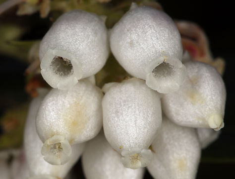 Image of <i>Arctostaphylos <i>crustacea</i></i> ssp. crustacea