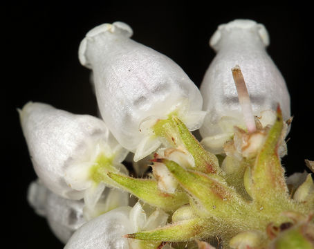 Image of <i>Arctostaphylos <i>crustacea</i></i> ssp. crustacea