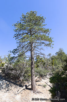 Image of Jeffrey Pine