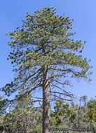 Imagem de Pinus jeffreyi Balf.