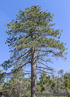 Image of Jeffrey Pine