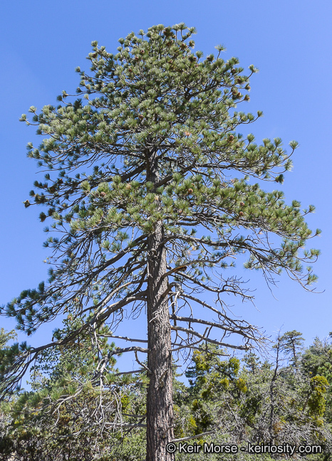 Imagem de Pinus jeffreyi Balf.