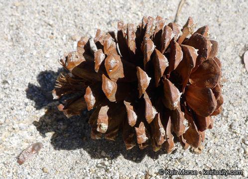 Image of Jeffrey Pine