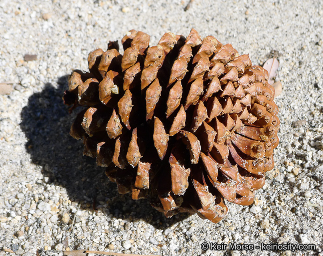 Image of Jeffrey Pine