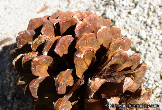 Image of Jeffrey Pine