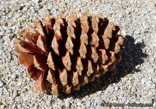 Image of Jeffrey Pine