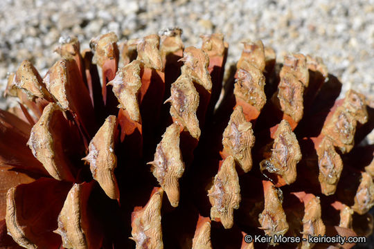 Image of Jeffrey Pine