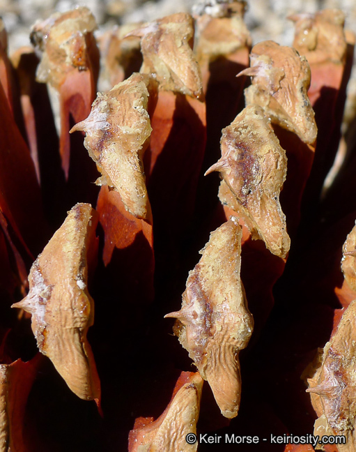 Image of Jeffrey Pine