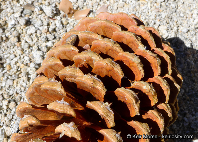 Image of Jeffrey Pine