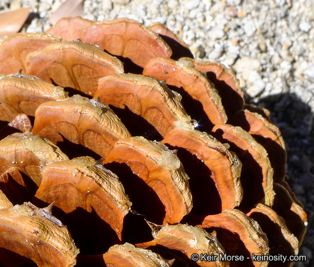 Image of Jeffrey Pine