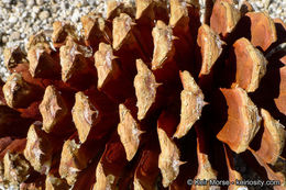 Image of Jeffrey Pine