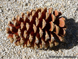 Image of Jeffrey Pine