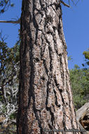 Image of Jeffrey Pine