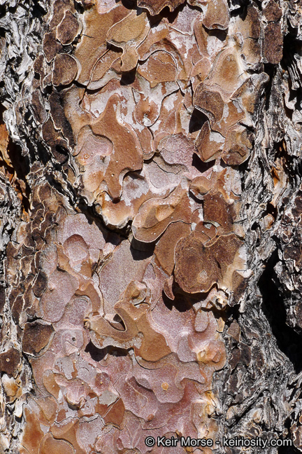 Image of Jeffrey Pine