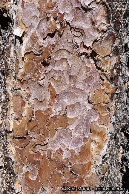 Image of Jeffrey Pine