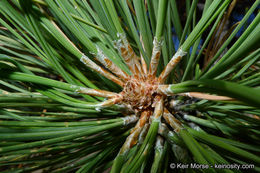 Image of Jeffrey Pine