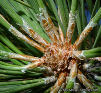 Image of Jeffrey Pine