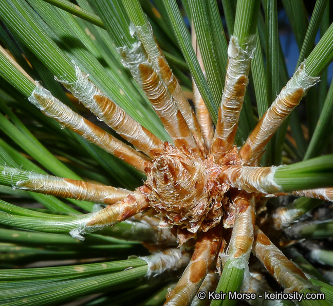 Image of Jeffrey Pine