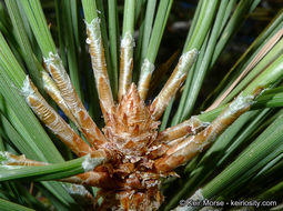 Image of Jeffrey Pine