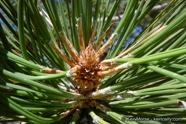 Image of Jeffrey Pine