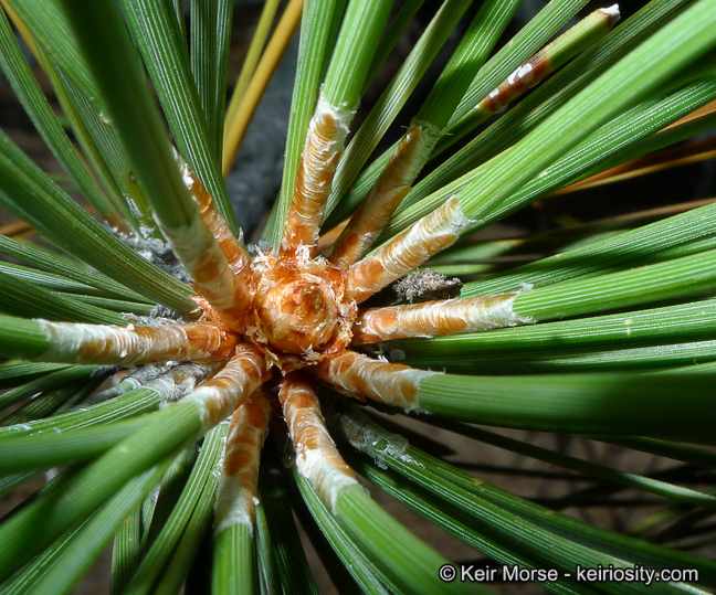 Image of Jeffrey Pine