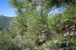 Image of Jeffrey Pine