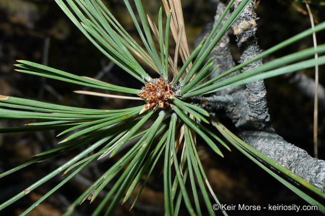 Image of Jeffrey Pine