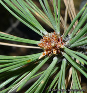 Image of Jeffrey Pine