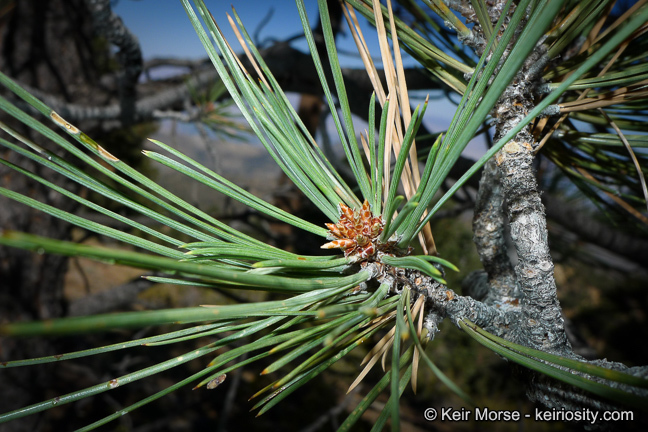 Image of Jeffrey Pine