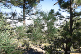 Image of Jeffrey Pine