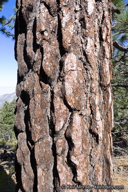 Image of Jeffrey Pine