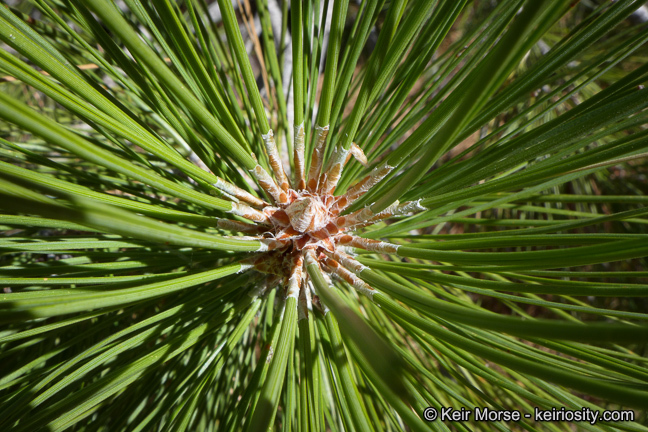 Image of Jeffrey Pine